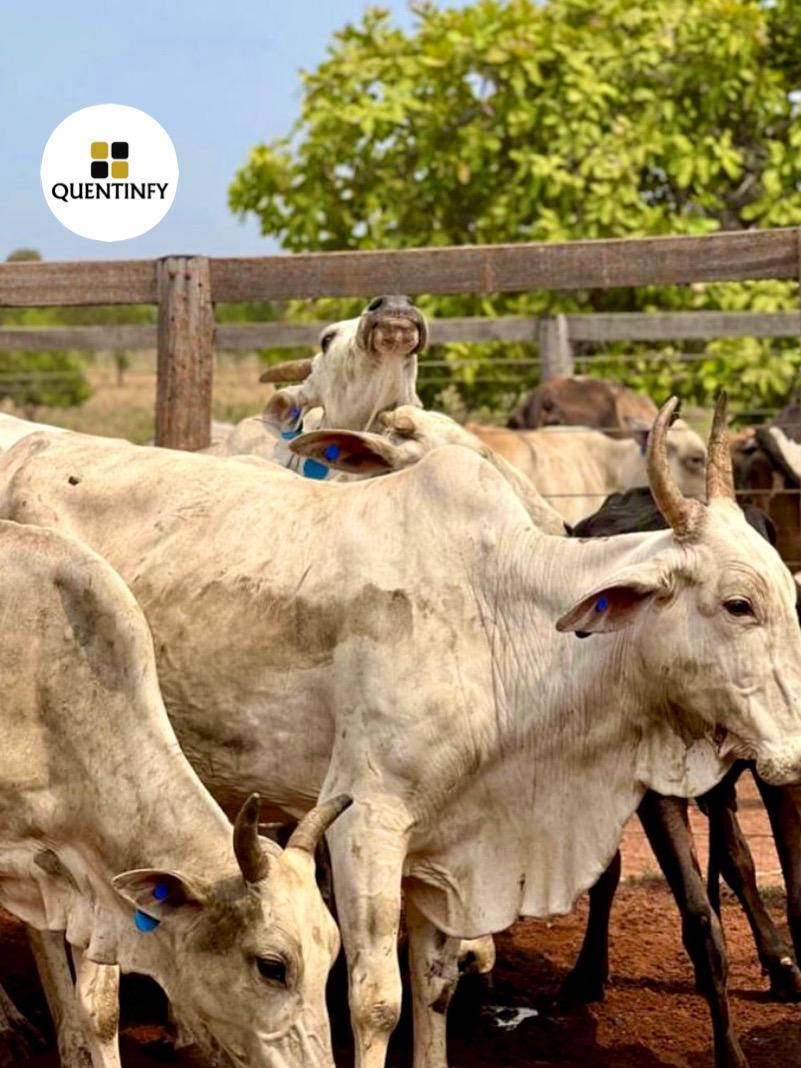 Quentifiy Agriculture 11